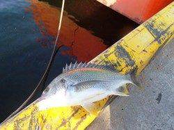 本日はイワシ♪4日夕方泉大津ＲＴ