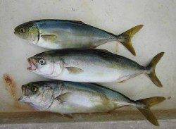 武庫川一文字 今日も【マダコ】が絶好調!