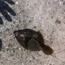 加太漁港サビキで3ケタ釣果!その他にも期待!