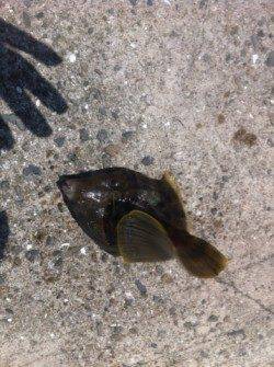 加太漁港サビキで3ケタ釣果!その他にも期待!