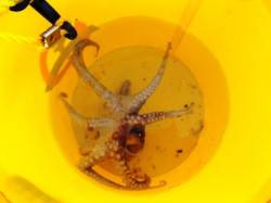 厳しい中でのタコ。泉大津夕方