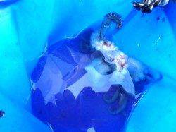 厳しい中でのタコ。泉大津夕方