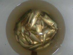 夜の兵突楽しいですよ！  足元サビキ&飛ばしサビキ