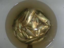 夜の兵突楽しいですよ！  足元サビキ&am…