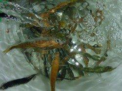 夜の兵突楽しいですよ！  足元サビキ&飛ばしサビキ