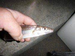 兵突でキスもアナゴ、タコも！