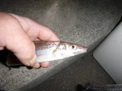 兵突でキスもアナゴ、タコも！