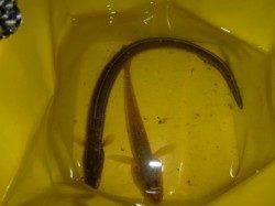 兵突でキスもアナゴ、タコも！