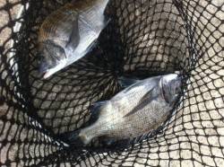 チヌ＆中アジクラスが登場！雑賀崎30日RT…