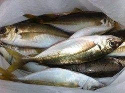 チヌ＆中アジクラスが登場！雑賀崎30日RT