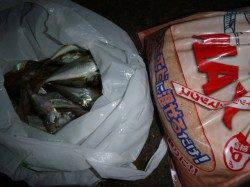 夜の兵突小アジ３桁の方も！