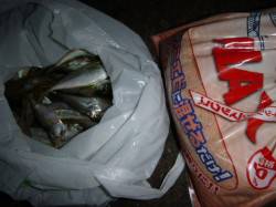 夜の兵突小アジ３桁の方も！ 