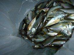 夜の兵突小アジ３桁の方も！