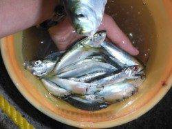 南芦屋浜【夕方のサビキ釣り、好調で～す♪】