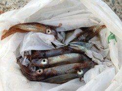 泉佐野食コン　夕方豆アジ・小サバ・スルメイカ★