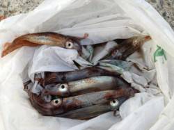 泉佐野食コン　夕方豆アジ・小サバ・スルメイ…