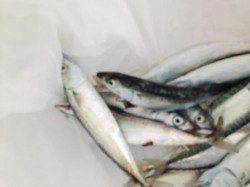 泉佐野食コン　夕方豆アジ・小サバ・スルメイカ★