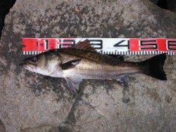 【エビ撒き好調♪良型ハネ釣れました！】