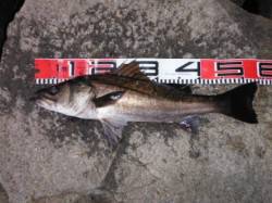 【エビ撒き好調♪良型ハネ釣れました！】