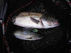 【エビ撒き好調♪良型ハネ釣れました！】