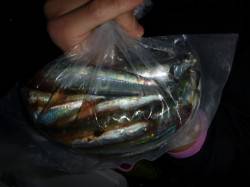 夜の兵突のサビキ！