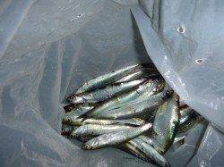 夜の兵突のサビキ！