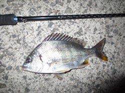 ジグヘッド+〇〇〇?! ぬーちー調査♪