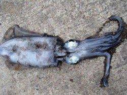 泉大津アオリイカ・・・今後に期待です（＾－＾）