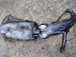 泉大津アオリイカ・・・今後に期待です（＾－…