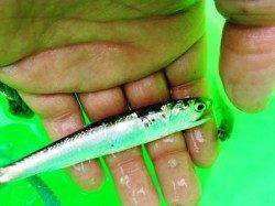 泉大津アオリイカ・・・今後に期待です（＾－＾）