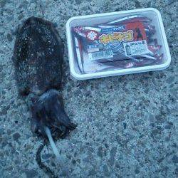 南芦屋浜ベランダ夕方はイカ類！