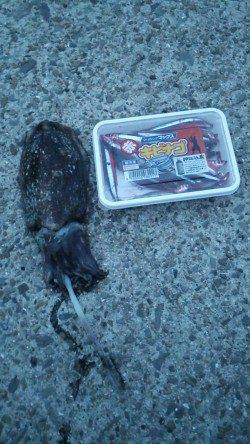 南芦屋浜ベランダ夕方はイカ類！