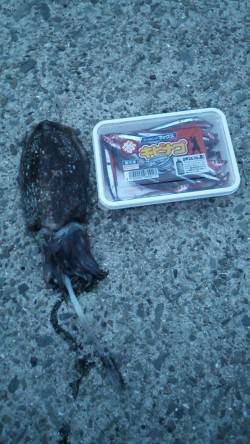 南芦屋浜ベランダ夕方はイカ類！