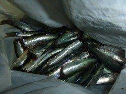 夜の兵突のカタクチイワシ！