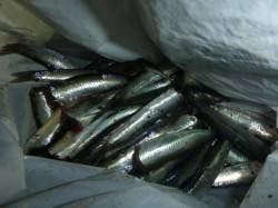 夜の兵突のカタクチイワシ！