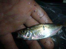 夜の兵突のカタクチイワシ！