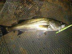 神戸沖堤　バチシーバス終盤戦！