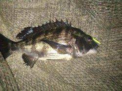 神戸沖堤　バチシーバス終盤戦！