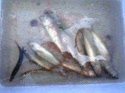 サビキ釣りで小サバ♪泉大津RT。夕方