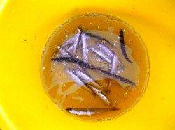 倉庫前　夕方にカタクチイワシの回遊あり！