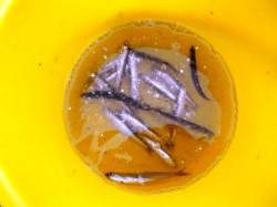 倉庫前　夕方にカタクチイワシの回遊あり！