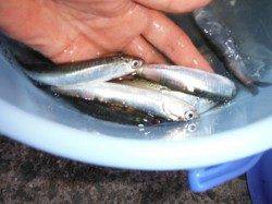 【カタクチイワシ＆ママカリ釣れてます♪】