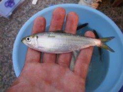 【カタクチイワシ＆ママカリ釣れてます♪】