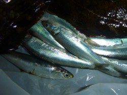 夜の兵突サビキ情報！