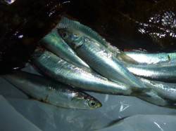 夜の兵突サビキ情報！