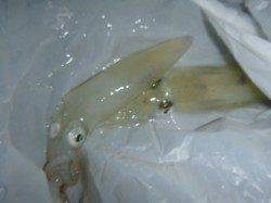 夜の兵突色々な釣り！