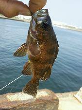 サビキ釣りのお供に・・・！ 