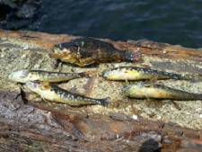 サビキ釣りのお供に・・・！