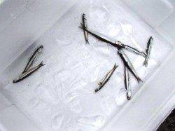 倉庫前　夕方にカタクチイワシの回遊あり！