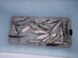 【イワシ！夕方の時合い到来♪】南芦屋浜